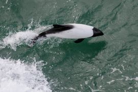 A Commerson’s Dolphin ring the bow wave of the Greenpeace icebreaker, the Arctic Sunrise, en route for the Weddell Sea.