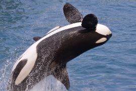 killer whale