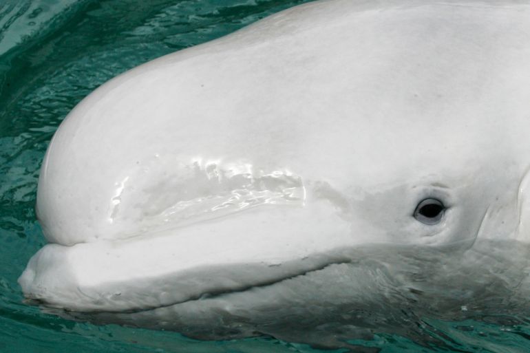 FILE - In this June 11, 2007 file photo, Qannik, a 6-year-old beluga whale, swims in a tank at his new home at the Point Defiance Zoo &amp; Aquarium in Tacoma, Wash. A federal court judge has upheld the endangered species listing of Alaska's Cook Inlet beluga whales. The state of Alaska and others had sued to overturn the listing by the National Marine Fisheries Service. (AP Photo/Ted S. Warren, File)