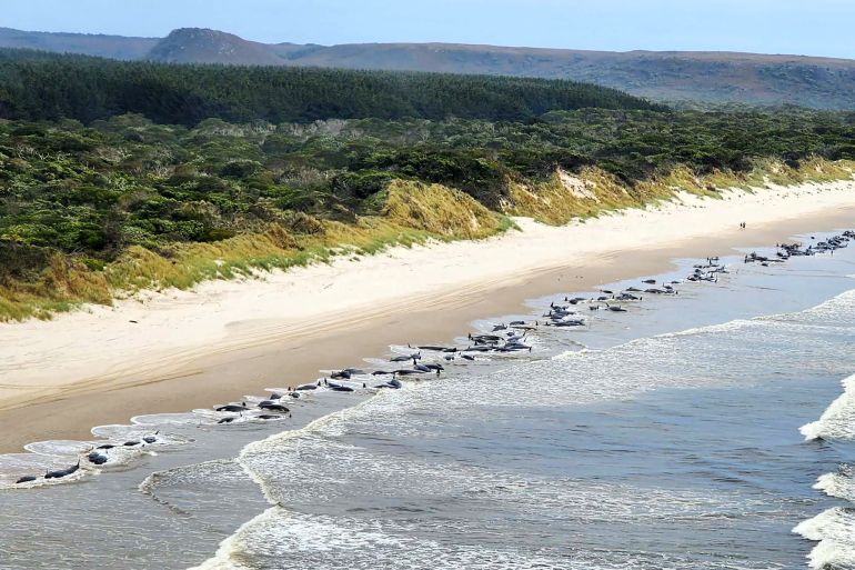 Pilot whales beached in Macquarie Harbour, Tasmania, are seen in this photo taken on September 20, 2022 and provided by the Department of Natural Resources and Environment Tasmania [Department of Natural Resources and Environment Tasmania handout/AFP]