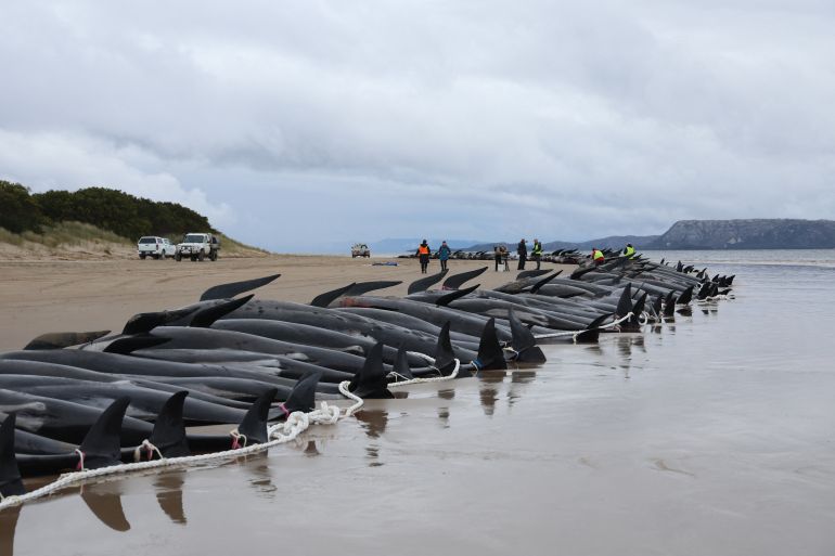 Tasmania state wildlife services personnel prepare to remove carcasses of pilot whales, numbering nearly 200, that were found beached on the west coast of Tasmania [Glenn Nicholls/AFP]