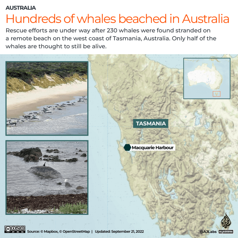 INTERACTIVE_AUSTRALIA_WHALES_SEP21_2022