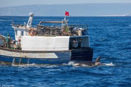 An orca whale passes by a boat in the Strait of Gibraltar